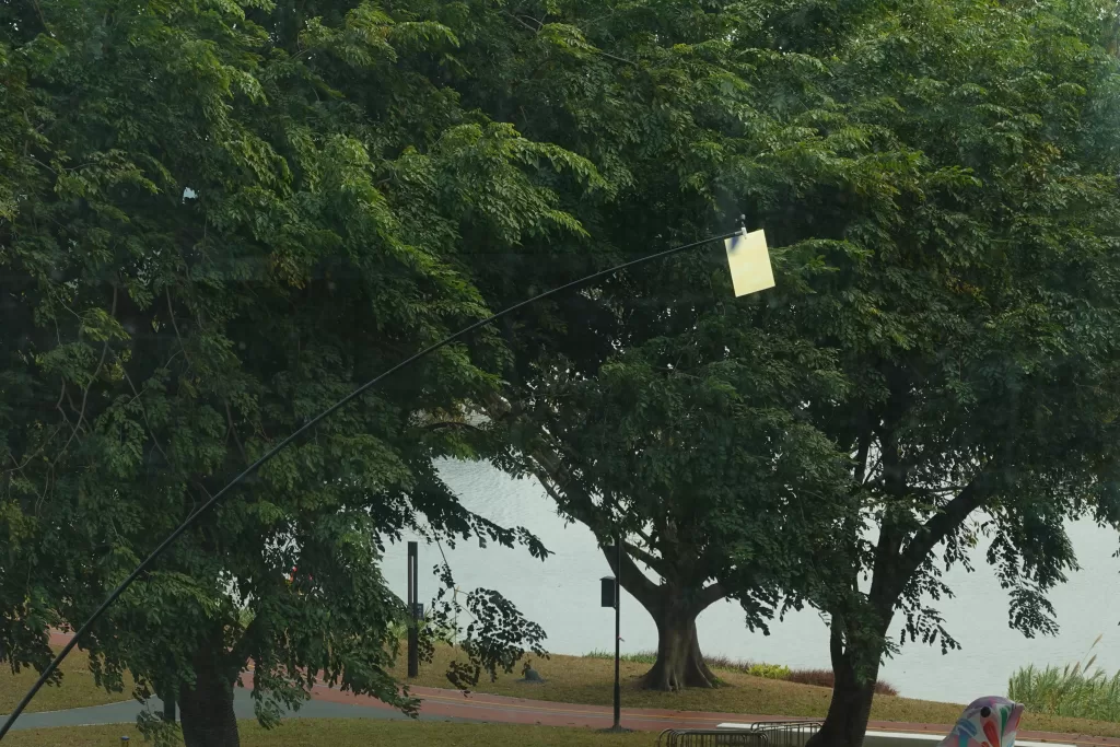 蜻蜓